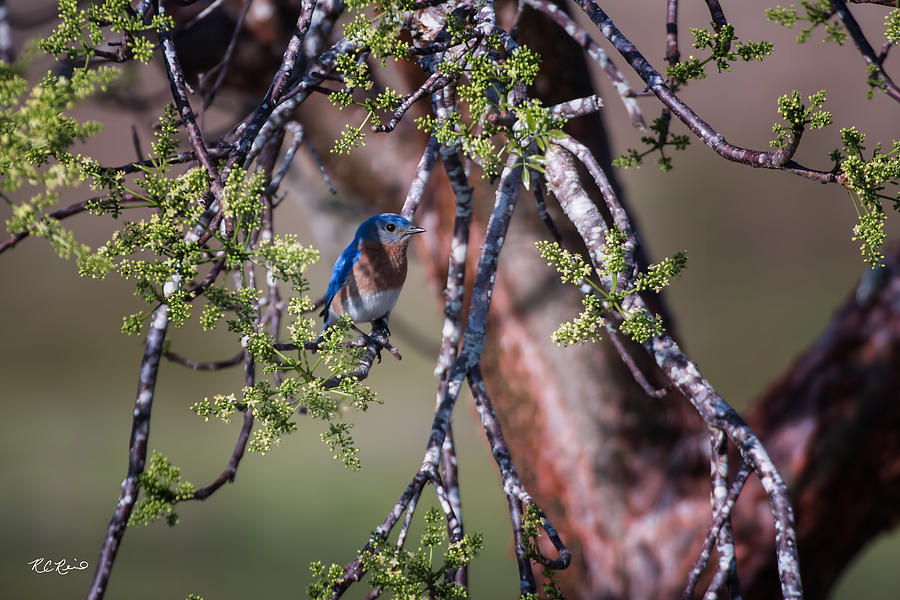 Eagle Lakes Park - Male Eastern Bluebird Photograph by Ronald Reid