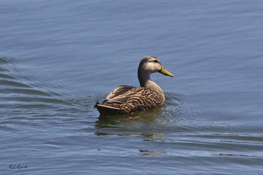 Eagle Lakes Park - Mallard Duck Photograph by Ronald Reid