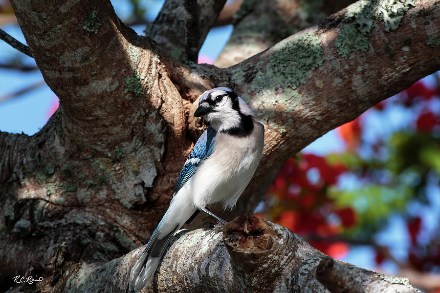 Eagle Lakes Park - Northern Blue Jay at Rest Photograph by Ronald Reid