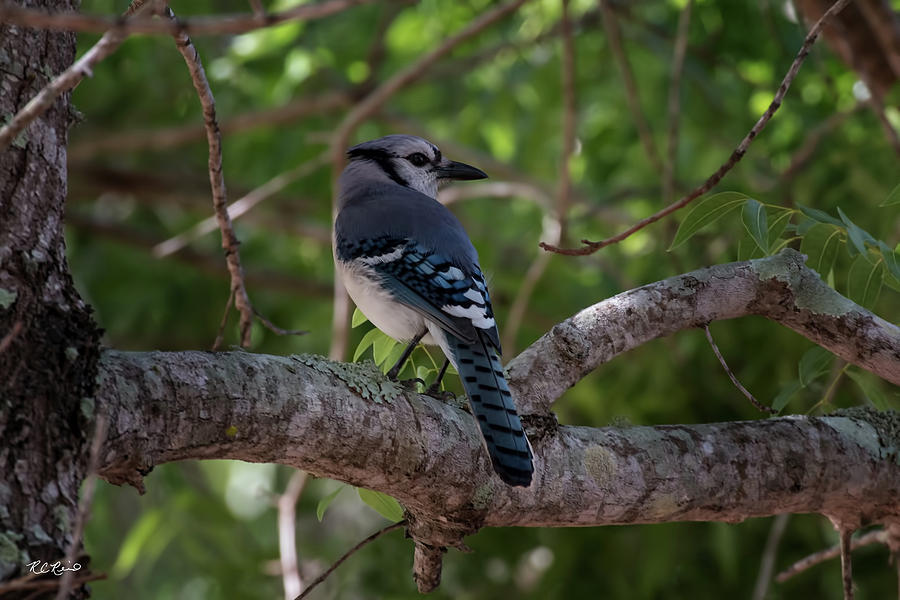 Eagle Lakes Park - Northern Blue Jay - Profile Photograph by Ronald Reid