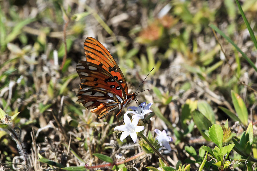 Eagle Lakes Park - Gulf Fritillary Passion Butterfly Photograph by Ronald Reid
