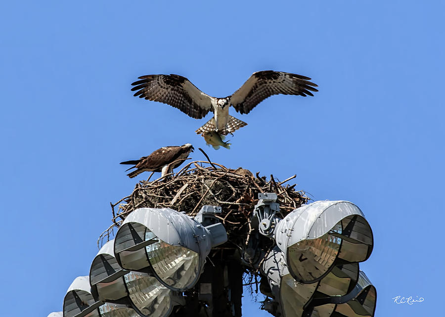 Eagle Lakes Park - Osprey bringing Fish Meal to the Nest Photograph by Ronald Reid