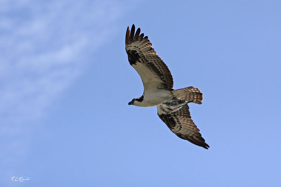 Eagle Lakes Park - Osprey in Flight with Sea Fish Meal Photograph by Ronald Reid
