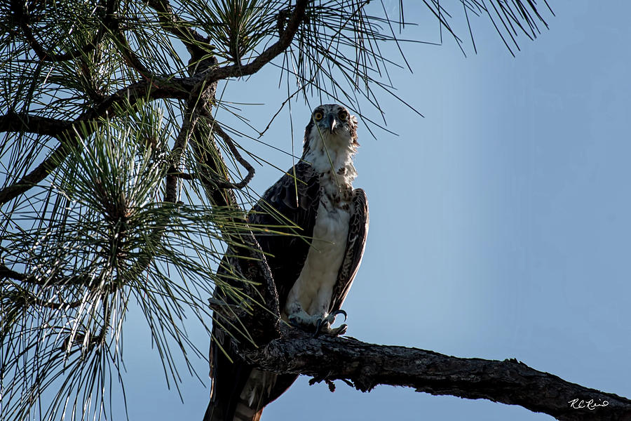 Eagle Lakes Park - Osprey Sighting Photograph by Ronald Reid