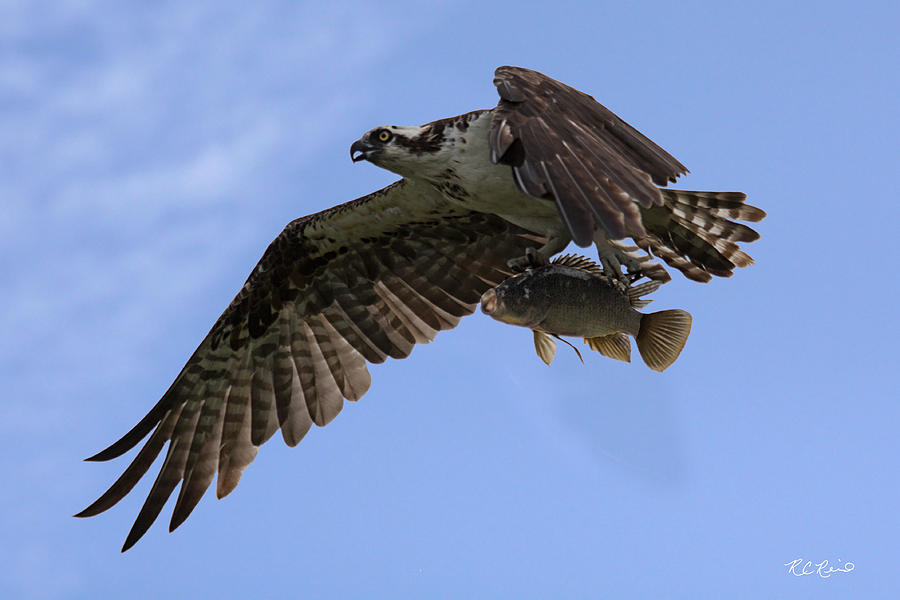 Eagle Lakes Park - Osprey with Big Catch Photograph by Ronald Reid