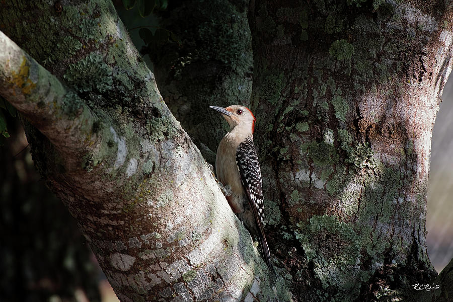 Eagle Lakes Park - Red-Bellied Woodpecker in the Shadows Photograph by Ronald Reid