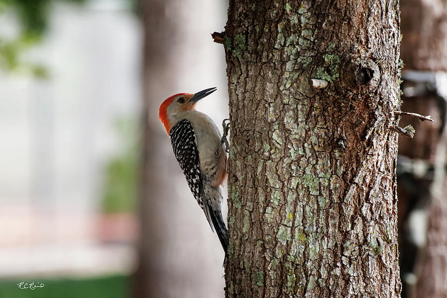 Eagle Lakes Park - Red-Bellied Woodpecker Pecking for Insects Photograph by Ronald Reid