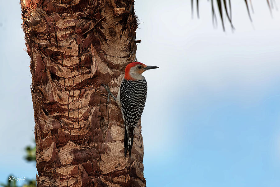 Eagle Lakes Park - Red-Bellied Woodpecker Peering for Next Tree Photograph by Ronald Reid