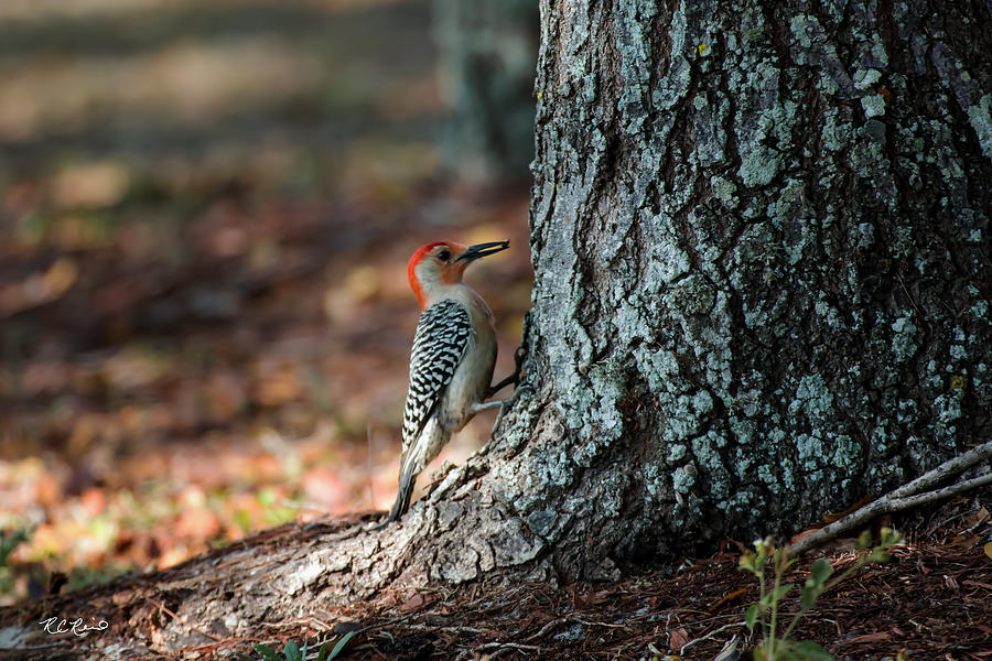 Eagle Lakes Park - Red-bellied Woodpecker Photograph by Ronald Reid
