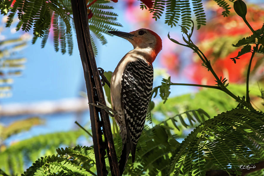 Eagle Lakes Park - Red-Bellied Woodpecker up Close Photograph by Ronald Reid