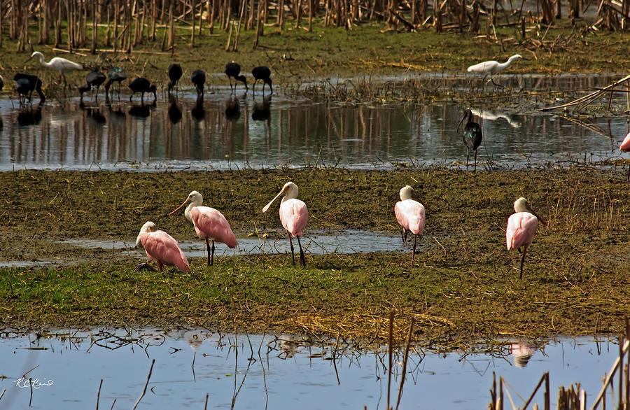 Eagle Lakes Park - Roseate Spoonbills sharing with Glossy Ibises and Snowy Egrets Photograph by Ronald Reid