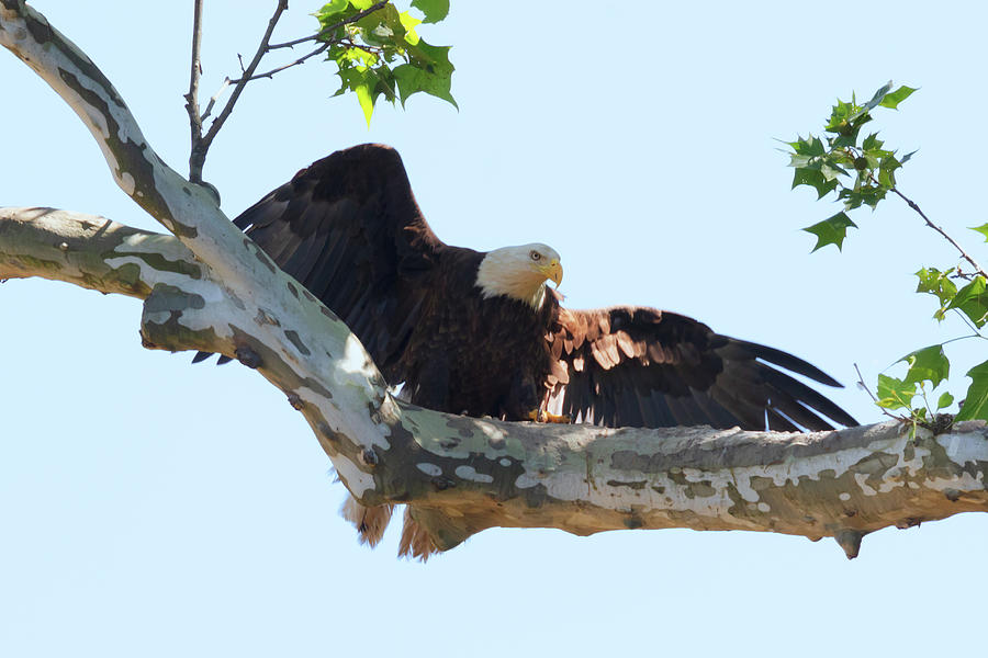 Eagle Landing 1 Photograph by Susan Rissi Tregoning