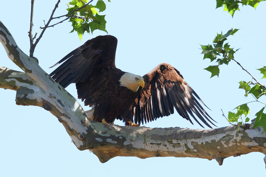 Eagle Landing 2 Photograph by Susan Rissi Tregoning