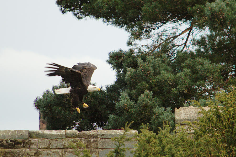 Eagle Landing Photograph by Adrian Wale