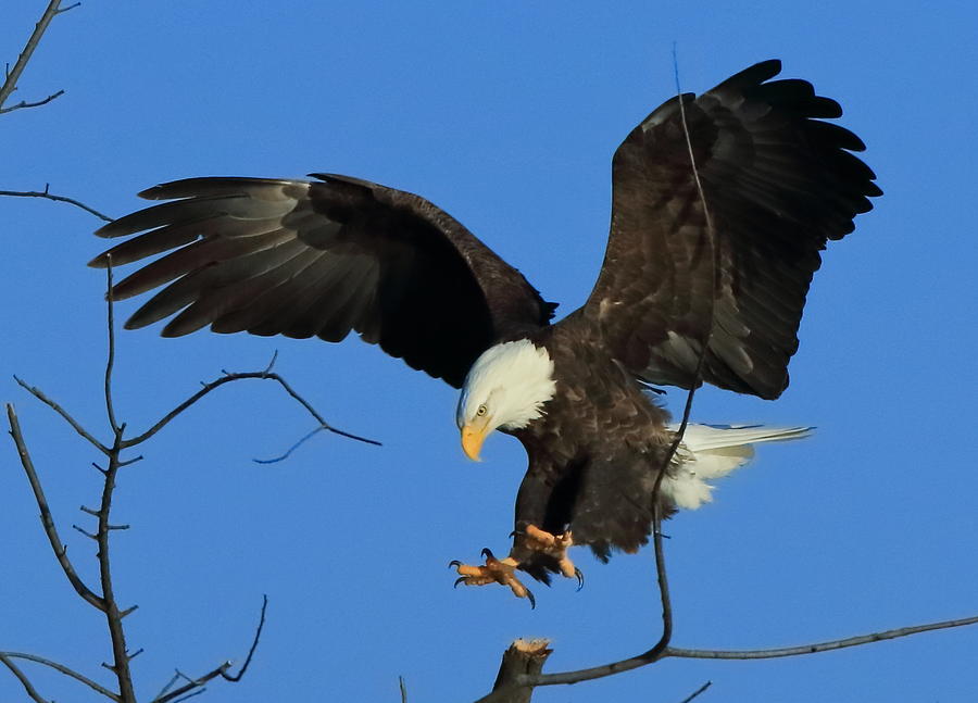 Eagle Landing Photograph by Coby Cooper