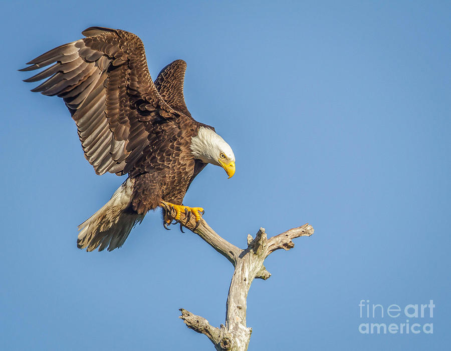 Eagle Landing Photograph by Judy Rogero