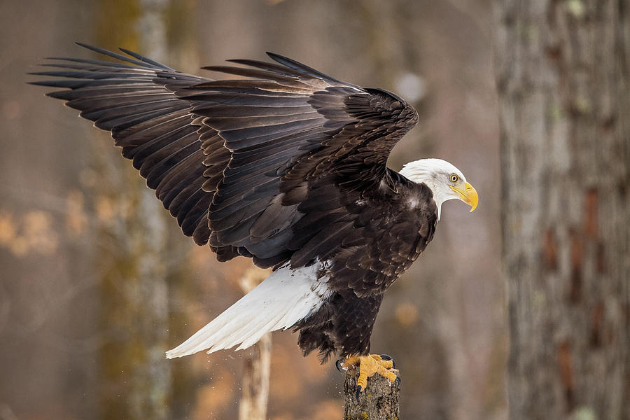 Eagle Landing On Perch Photograph by Paul Freidlund