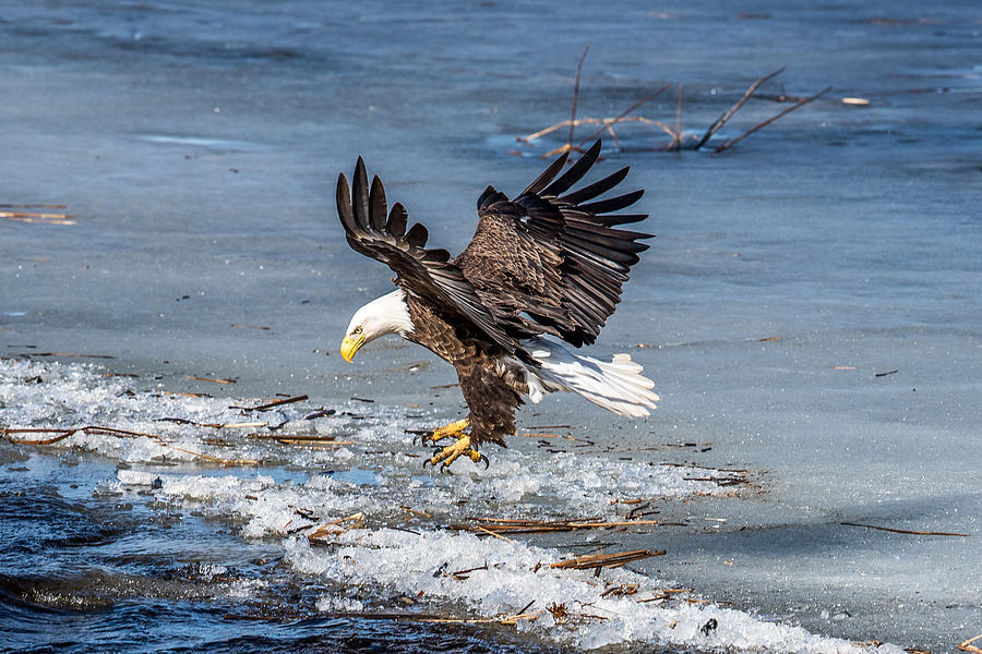 Eagle Landing Photograph by Paul Freidlund