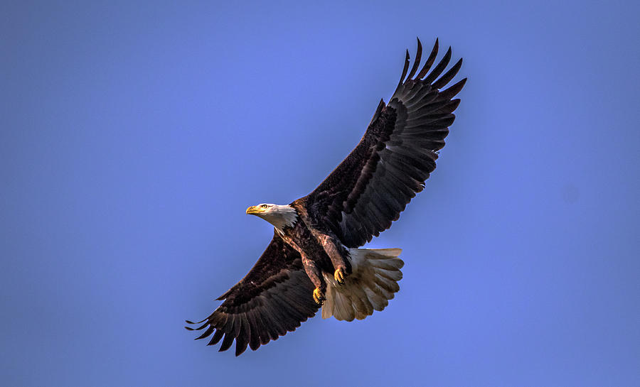 Eagle Landing Photograph by Ray Congrove
