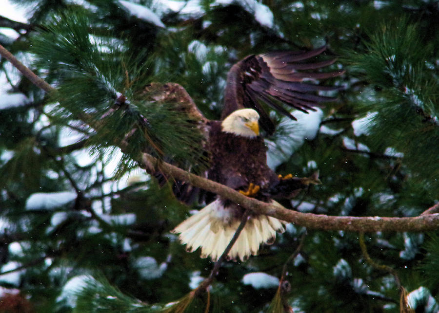 Eagle landing with a fish  Photograph by Jeff Swan