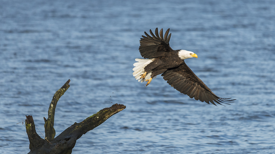 Bird Photograph - Eagle Launch by Loree Johnson