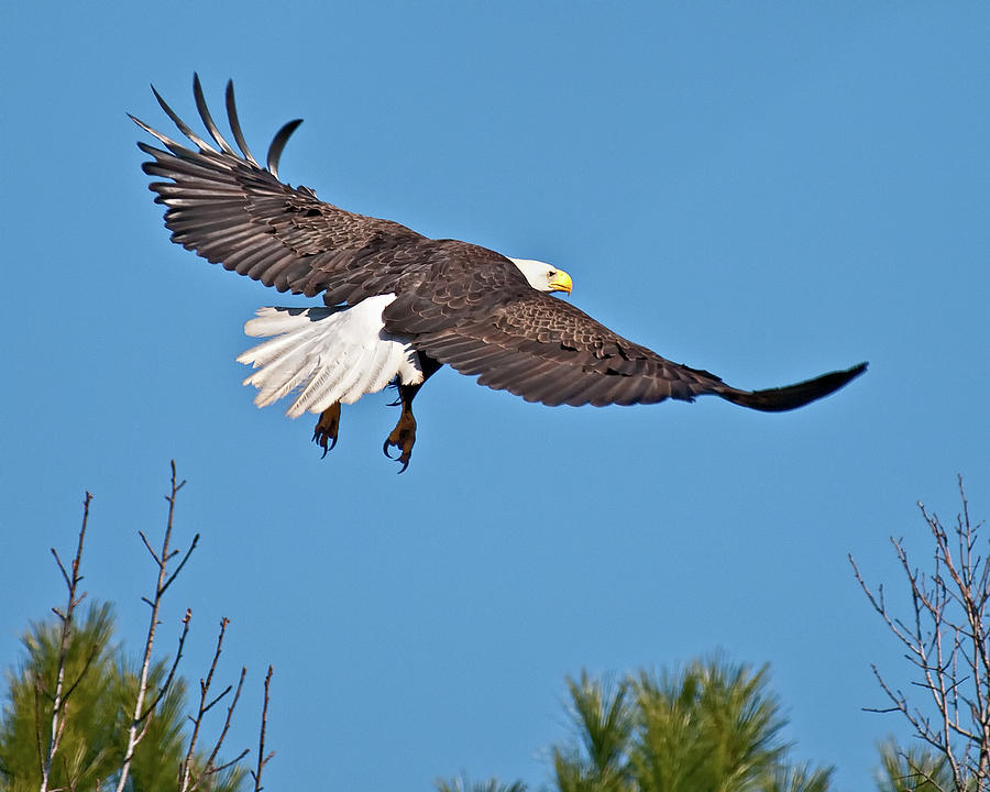 Eagle Launch Photograph by Mike Covington