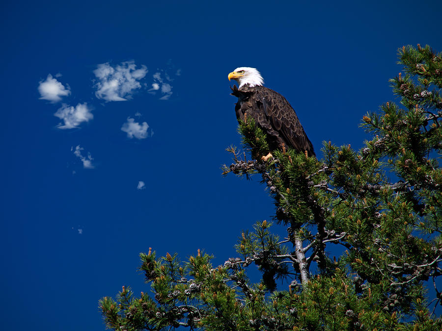 Bald Eagle Photograph by Leland D Howard