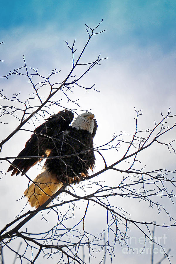Eagle Photograph by Lila Fisher-Wenzel