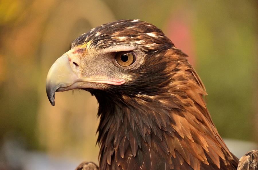 Eagle look Photograph by Christopher Vidal - Fine Art America