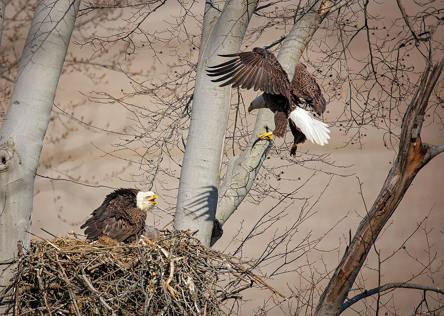 Eagle Lunchtime Photograph by Deborah Penland