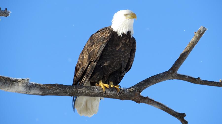 Eagle Magic Photograph by Bonnie-Lou Ferris