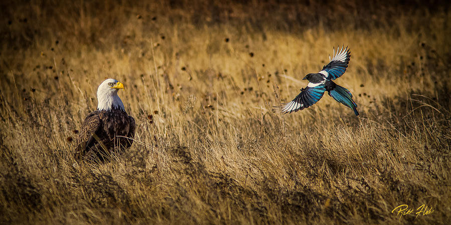 Eagle - Magpie Confrontation  Photograph by Rikk Flohr