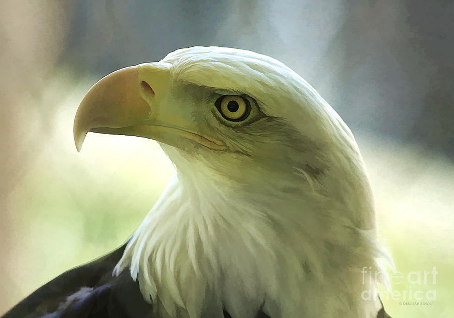 Eagle Majesty Photograph by Deborah Benoit