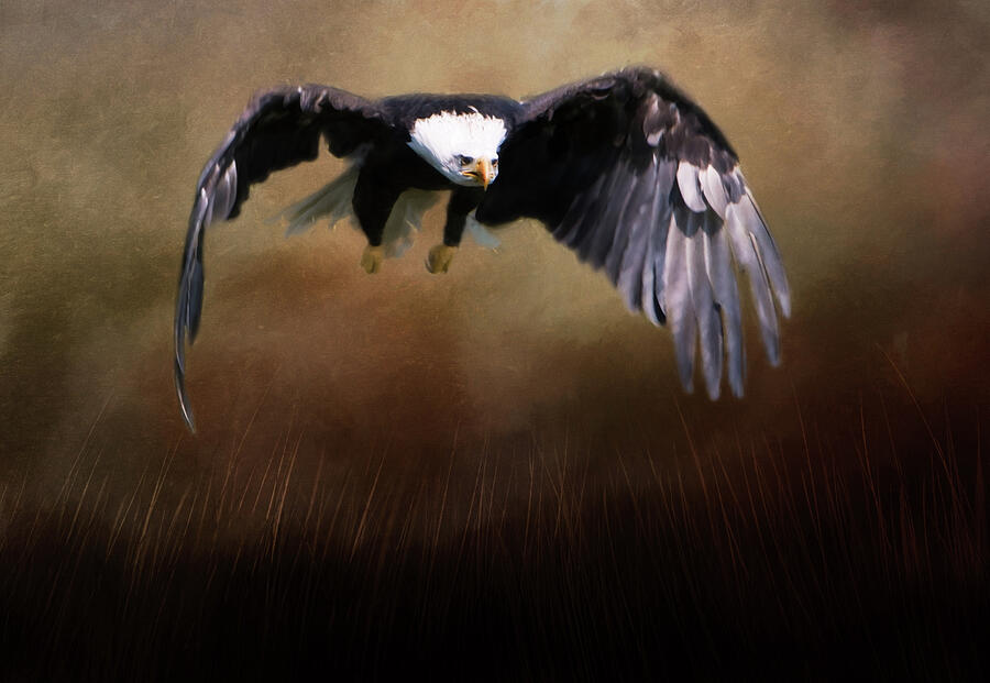 Eagle Flying Photograph by Marilyn Wilson