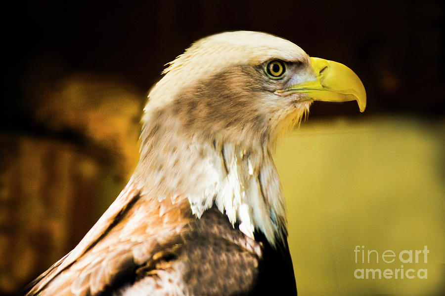 Eagle Photograph by Mark Jackson