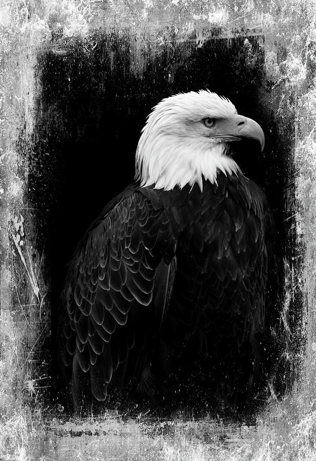 Eagle Photograph - Eagle by Martina Fagan