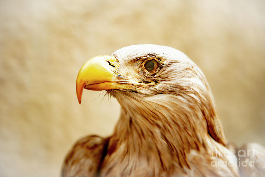 Eagle Photograph by Mats Silvan