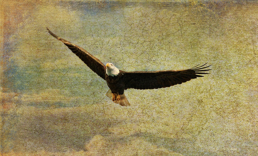 Eagle Photograph - Eagle Medicine by Deborah Benoit