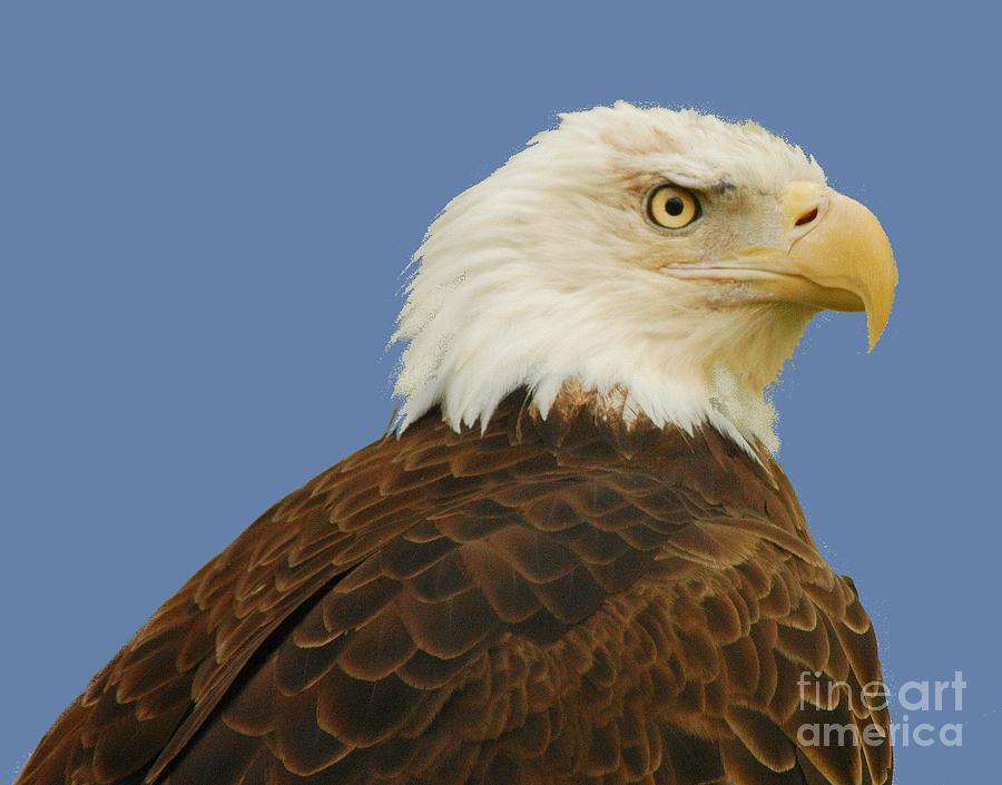 Eagle Photograph - Eagle by Michael Redmond
