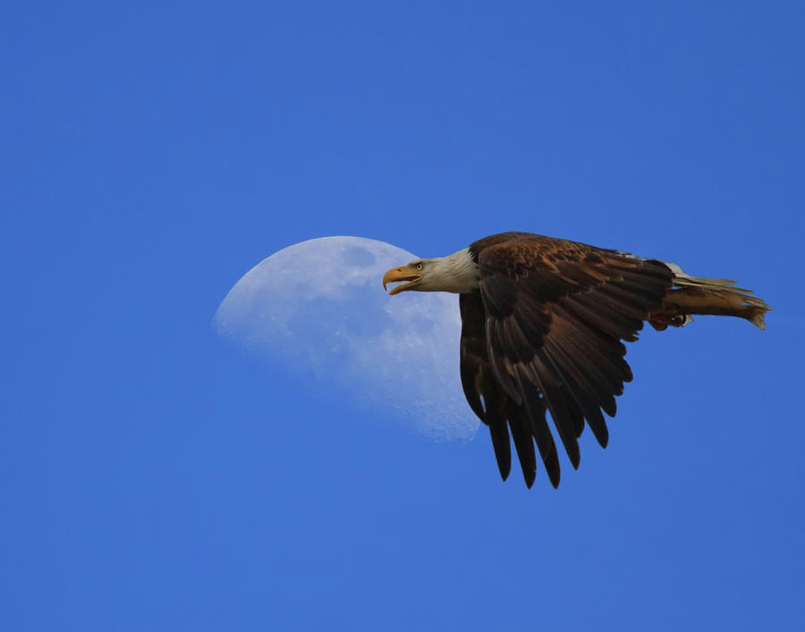 Eagle Moon Photograph by Beth Sargent