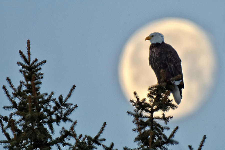Eagle Moon Photograph by Fiskr Larsen