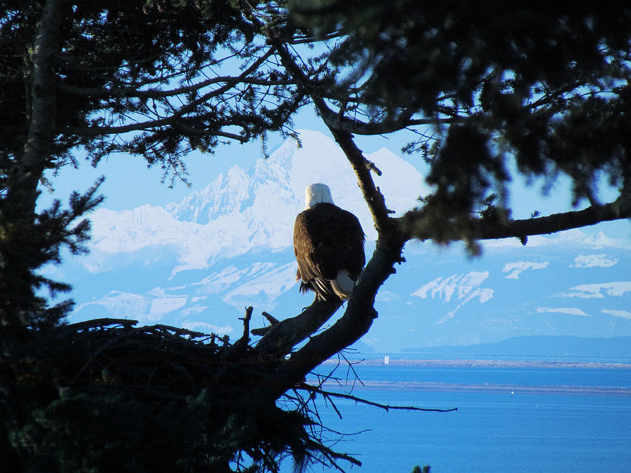Eagle - Mt Baker - Eagles Nest Photograph by Marie Jamieson