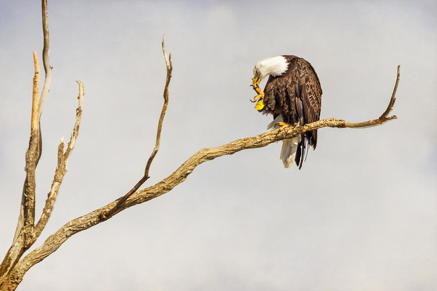 Eagle Nail Biting  Photograph by James BO Insogna