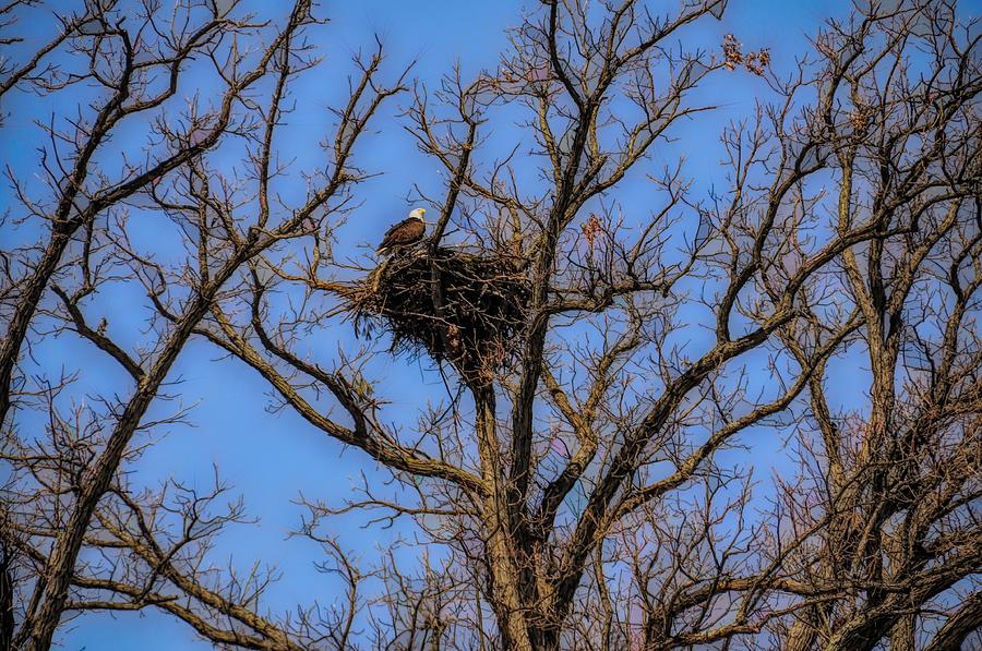 Eagle Nest Photograph by Cornelia DeDona