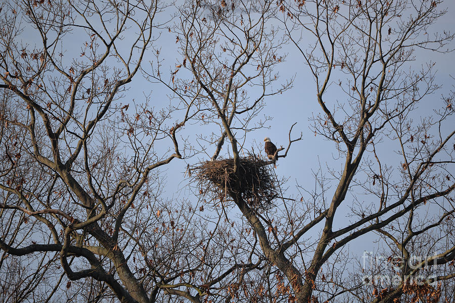 Eagle Photograph - Eagle Nest by Lila Fisher-Wenzel