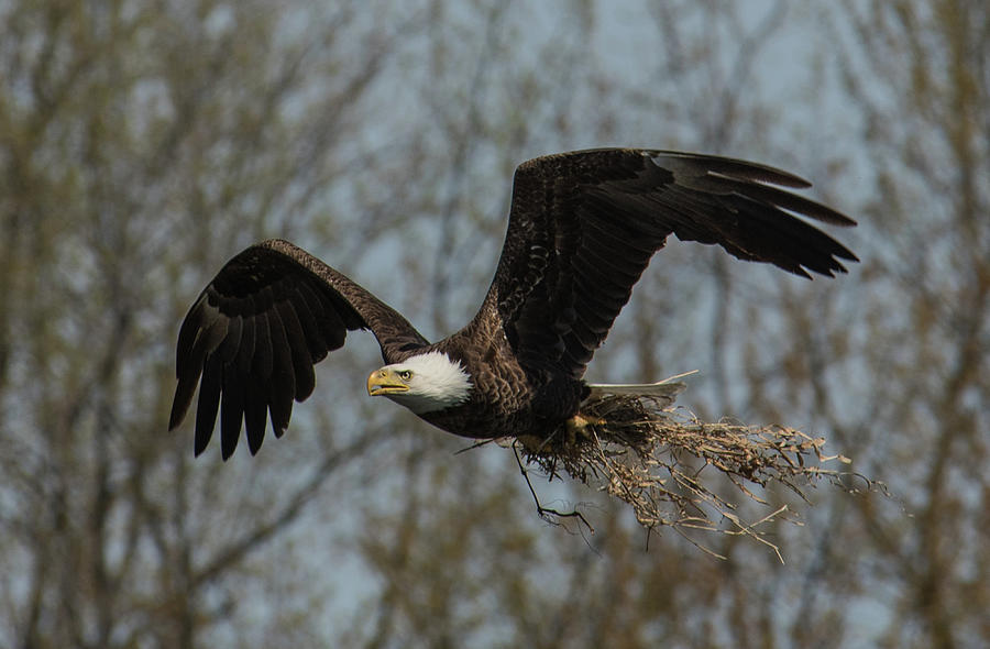 Eagle Nest Material Photograph by Michael Hall