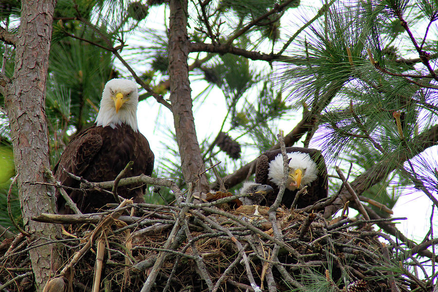 Eagle Nest Photograph by Roxy Sheckells - Fine Art America