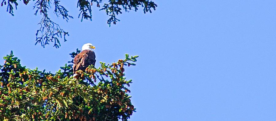 Eagle Observing Photograph by Brian Sereda