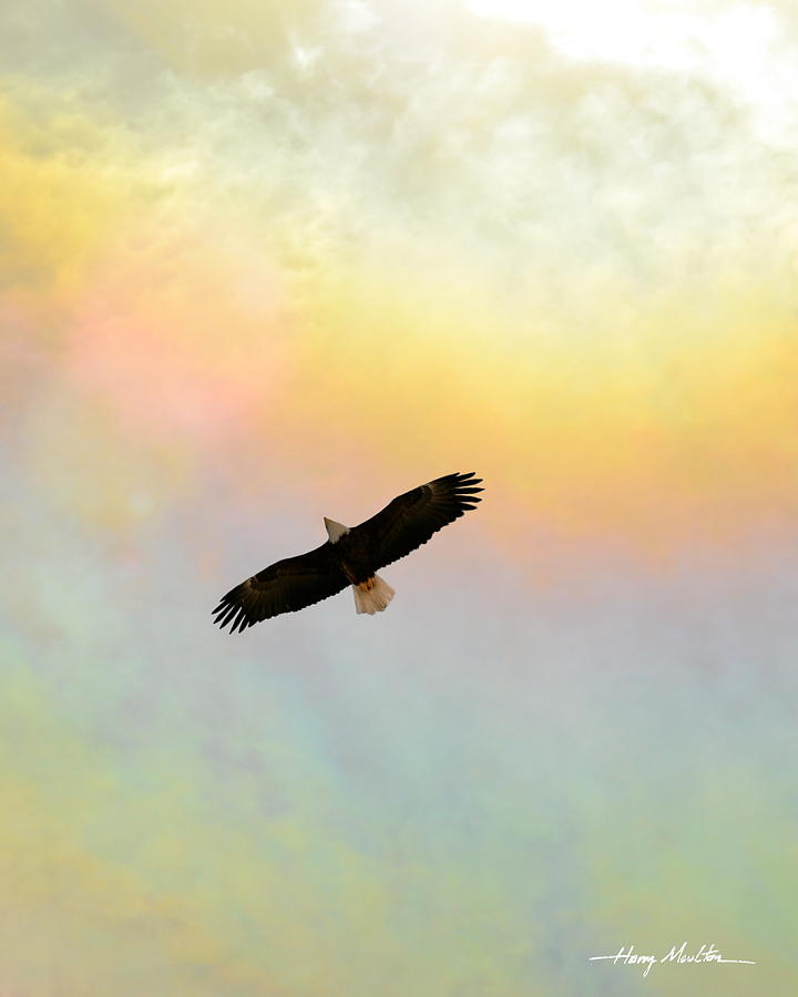 Eagle of the Fire Rainbow II Photograph by Harry Moulton