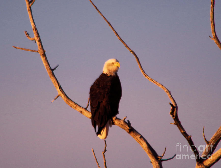 Eagle on a barren branch Photograph by Jeff Swan